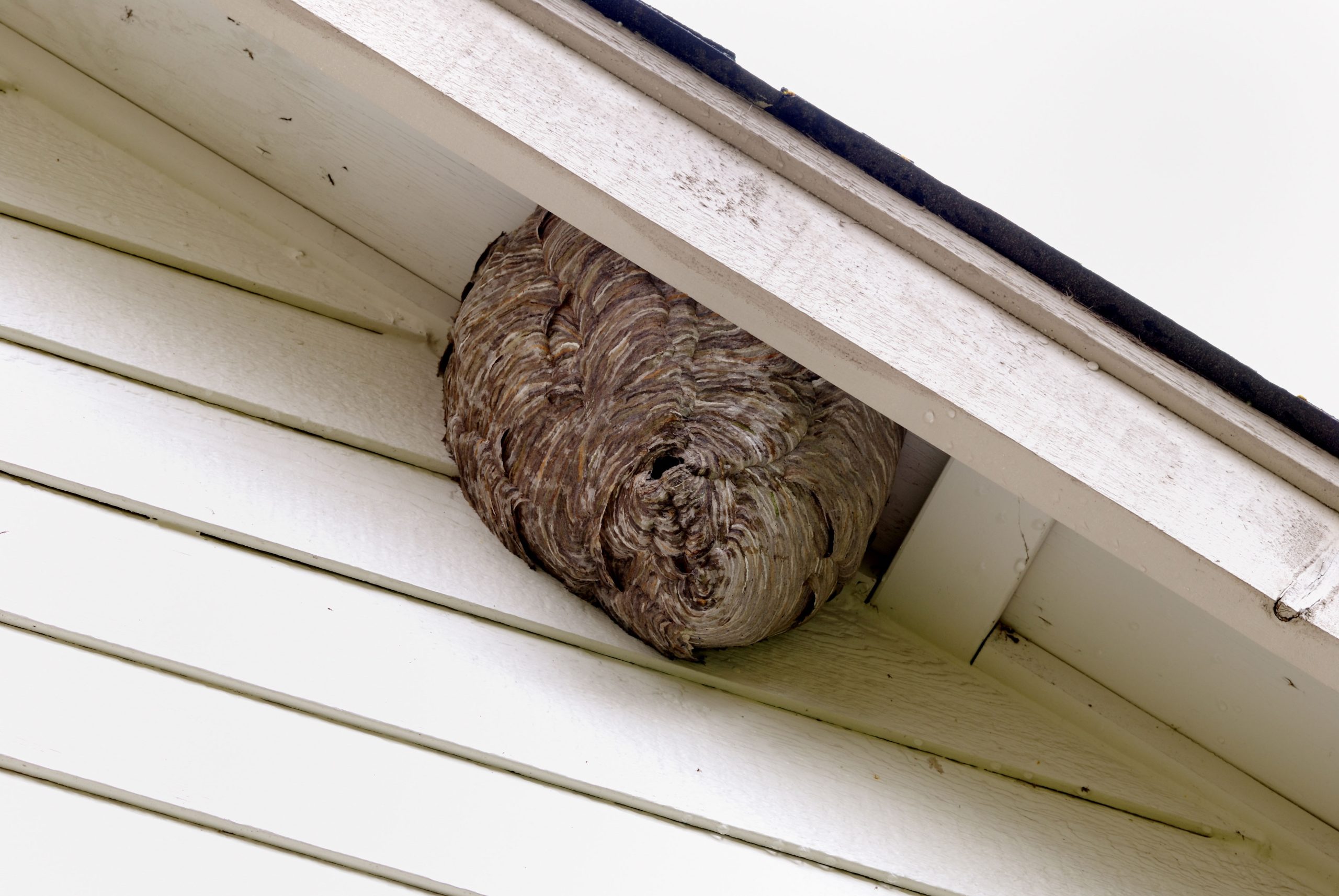 pest control augusta